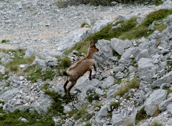 Camoscio d''Abruzzo Rupicapra pyrenaica ornata